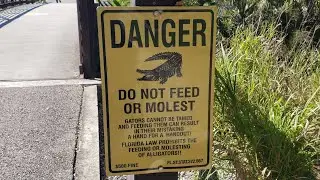 Alligator Appreciation Day by Fanboat or Foot🐊🐊🐊🐊 Clearwater/Tampa Area!!!