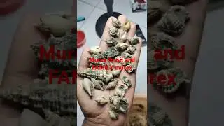 Fossil murex #akikmotif #batuunikantik #akik #vlog #fossil #fossilshell#shell