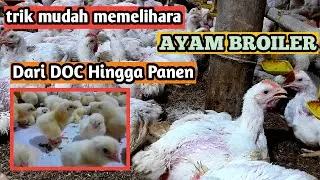 29 1  Trik Mudah Memelihara Ayam Broiler dari DOC hingga Panen