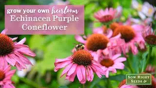 Sow Right Seeds | Echinacea Purple Coneflower