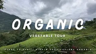 Organic vegetable farming//PHOTOSHOOT & IN SUDDEN RAIN