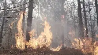 The Benefits of Prescribed Fire in North Carolina's Woods