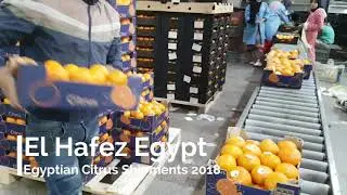 El Hafez Fruits and vegetables exporter egypt citrus