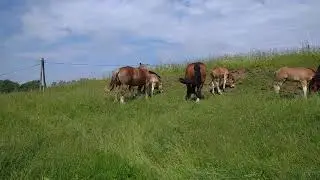 Klacze sztumskie na Mazurach /Hodowla Koni Zimnokrwistych Borowski Las/