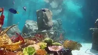 7 Facts About The Grand Reef At Discovery Cove