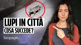 Perché i lupi arrivano in città e come si può convivere con loro senza pericoli