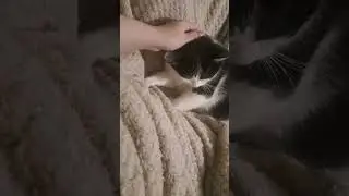 Это её дом 😳💜 #видосыоткота #catvideos #coolcats #shortvideo #funnycats #веселыекоты #cat #пжактив