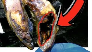 Satisfying Hoof ASMR No Talking &ndash; Cleaning Pus & Treating Swollen Hoof