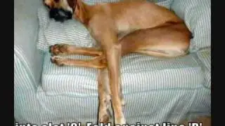 The Most Funniest Pictures Ever