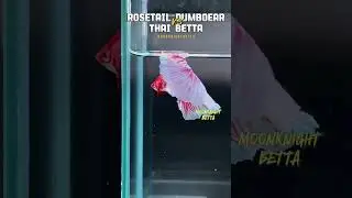 Full Moon Rosetail Betta Fish