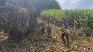Nông dân chặt mía, bóc lên xe những ngày cuối năm!