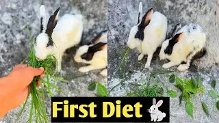 Rabbits ne Aj bhot mazy kiye 🥰#petslover#petsvlog#minizoo 