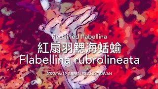 紅扇羽鰓海蛞蝓Flabellina rubrolineata （Red-lined Sea Slug)