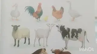 3SINF ONA TILI.HAYVONLAR VAUY PARRANDALARI.UYGA VAZIFA.