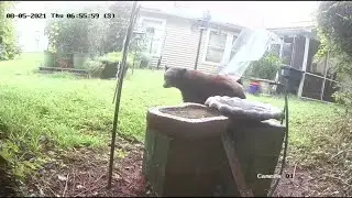 Henry the Big Male Bear vs. Orbit 62100 Yard Enforcer Motion-Activated Sprinkler