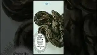 Serpientes que puedes tener como mascota #animales #serpientes #mascotas #reptiles #culebras