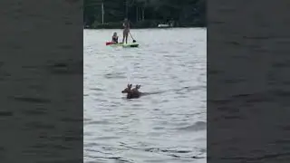 Determined Deer Swim across Lake || ViralHog