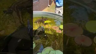 we fed my pet bass two SNAKES!!!🐍 #petbass #billthebass #fishing #fish #snake #topwater #tank