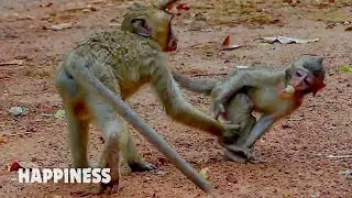 Happy day baby monkey Anissa, Anna and Tobias so happy playing together