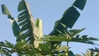 Good Morning 🌄 Beautiful June Day #frontyardgarden #goodfood #bananatrees #june2024 #papaya #maize