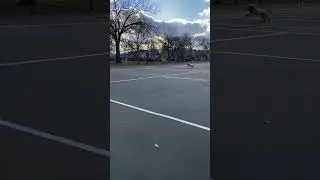 Cavapoo plays fetch