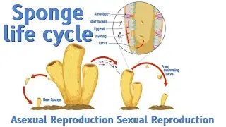 Sponge Life Cycle | Asexual Reproduction | Sexual Reproduction | CareWell Laboratory