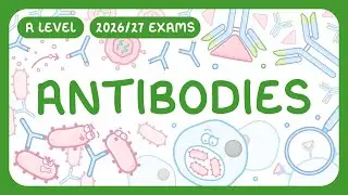 Биология уровня A-Level - Антитела - Структура и функции в иммунной системе (экзамены 2026/27 года)