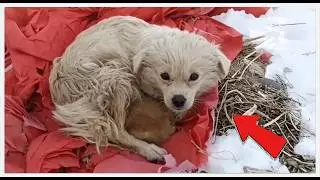 She Was 8lbs & Hid From Help. 30 Days Later? I Didn&lsquo;t Expect This. 🐕❄️#rescue #rescueefforts #dog