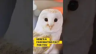 Discover the Wisdom of Owls #shortvideo #shorts #youtubeshorts