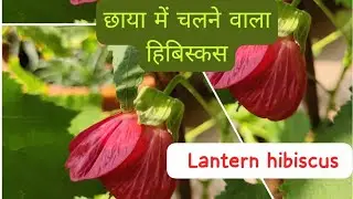 How to grow and care Lantern hibiscus, Chinese hibiscus flower plant