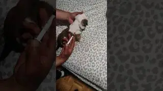 puppy getting parvo vaccine , first 💉 #thanksforwatching #nanobully #youtubeshorts#exoticbullypuppy