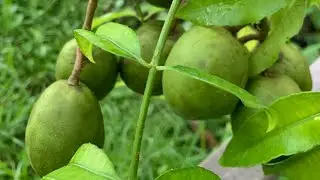June plum dwarf vs Giant, in Florida2023