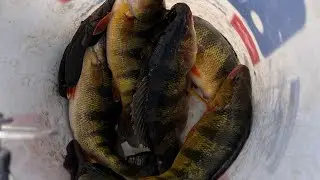 Ice fishing my favorite body of water (2026 Big Perch!!)