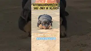 Rottweiler puppy for sale only in 16,000₹ #rottweiler #puppy #sale #shorts #viral #trending #pets