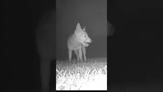 Fox at Night