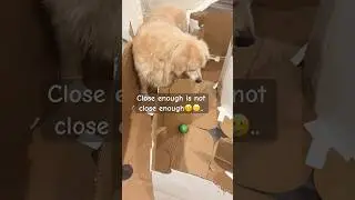 Puppy🐕 Prince says close enough is not close enough🤔🧐😎🤓🥸🎉🐾🥴🫠~