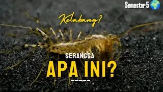 Kelabang Rumah