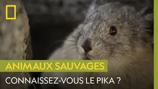 Le pika américain, une peluche en chair et en os