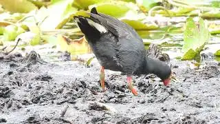 Dusky Moorhen, Hervey Bay Qld 