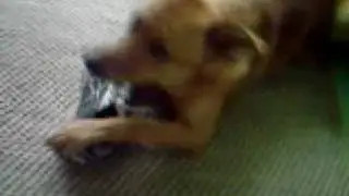 Georgie, Carolina Dog / American Dingo or Jindo Mix???