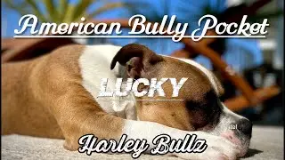 American Bully Pocket (Part 1) The most beautiful dog // LUCKY