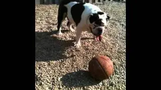 Worlds biggest bulldog