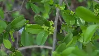 אשחר ארץ ישראלי פורח Rhamnus lycioides blooming