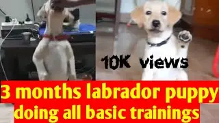 3months labrador puppy doing all the basic training | Sit | Shake hands| Highfive|Stayback|Eat|Etc..