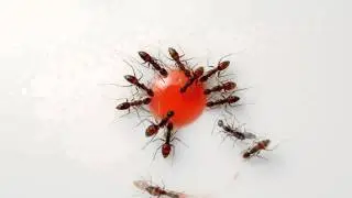 Time Lapse Feeding Process From Ant Colony | 2011 Nikon Small World