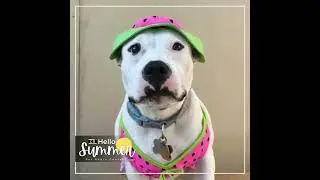 Hello Summer Pet Photo Contest 2022