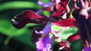 All About the Encyclia Cordigera Orchid