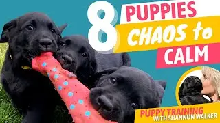 How We Transformed 8 Puppies from Chaotic to Calm!