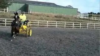 KWPN DRIVING HORSE PLAINS LIBERATOR