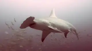 Diving in Maldives on M/Y Sachika